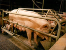 Pigs - Vintage Photograph