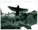 Bird Watching - Vintage Photograph
