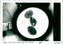 Bees - Vintage Photograph