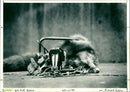 Lynx - Vintage Photograph