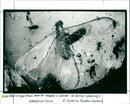 Fossil - Vintage Photograph