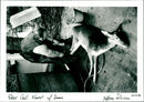 Deer Cull - Vintage Photograph
