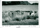 Deer - Vintage Photograph
