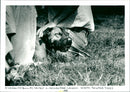 Dogs - Vintage Photograph