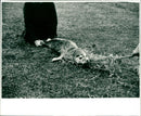 Plastic pollution - Vintage Photograph