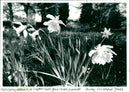 Daffodils - Vintage Photograph