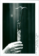 Date Palm - Vintage Photograph