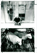 Smithfield Show - Vintage Photograph