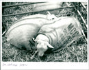 Smithfield Show - Vintage Photograph