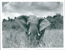 Elephants - Vintage Photograph