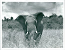 Elephant - Vintage Photograph