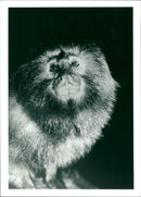 Golden Lion Tamarin - Vintage Photograph