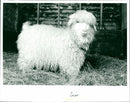 Goat - Vintage Photograph