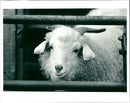Goat - Vintage Photograph