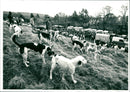 Hunt - Vintage Photograph