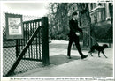 Rottweiler - Vintage Photograph