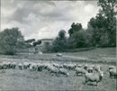 Sheep breeding Agriculture - Vintage Photograph