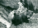 Skansen Bear - Vintage Photograph