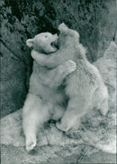 Skansen Bear - Vintage Photograph
