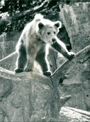 Skansen Bear - Vintage Photograph