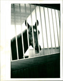 Nashwan - Vintage Photograph