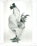 Rooster - Vintage Photograph