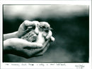 Arctic Tern - Vintage Photograph