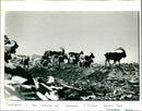 Goat haunt - Vintage Photograph
