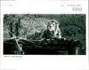London Zoo - Vintage Photograph