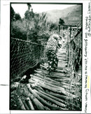 Bananas - Vintage Photograph