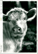 Cattle - Vintage Photograph
