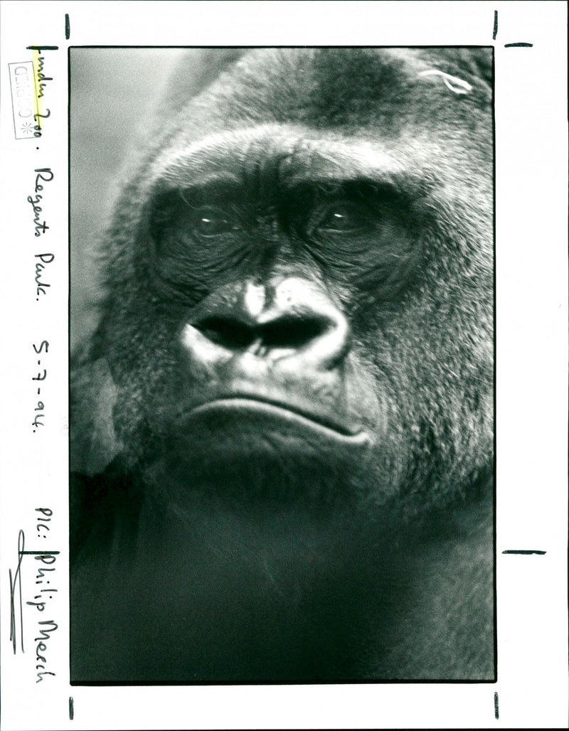 London Zoo - Vintage Photograph