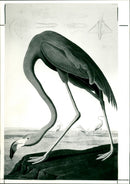 American Flamingo - Vintage Photograph
