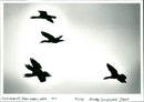 Birds - Vintage Photograph