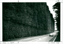 Hedge in Perth - Vintage Photograph