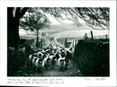 Sheep - Vintage Photograph