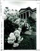 Rosa Felicia - Vintage Photograph