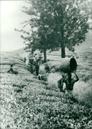 Tea picking in Mozambique - Vintage Photograph