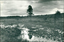Myr - Vintage Photograph