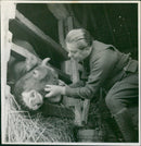Cow in the stables - Vintage Photograph