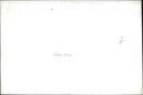 Sheep grazing - Vintage Photograph