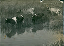 Cows in a field - Vintage Photograph