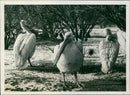 Wader - Vintage Photograph