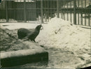 Sea Lion - Vintage Photograph