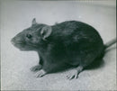 The Rat, gene of muroid rodents - Vintage Photograph