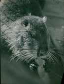 Grey hamsters - Vintage Photograph