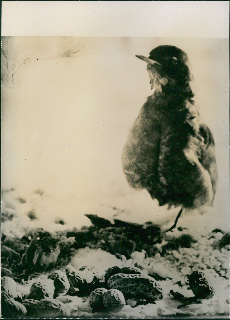 Robin bird - Vintage Photograph