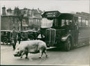Pig stops traffic - Vintage Photograph