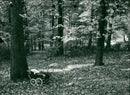 A celebration of the autumn season - Vintage Photograph