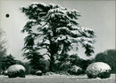 A Lebanese cedar covered in snow - Vintage Photograph